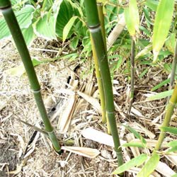 Bambu Phyllostachys stimulosa